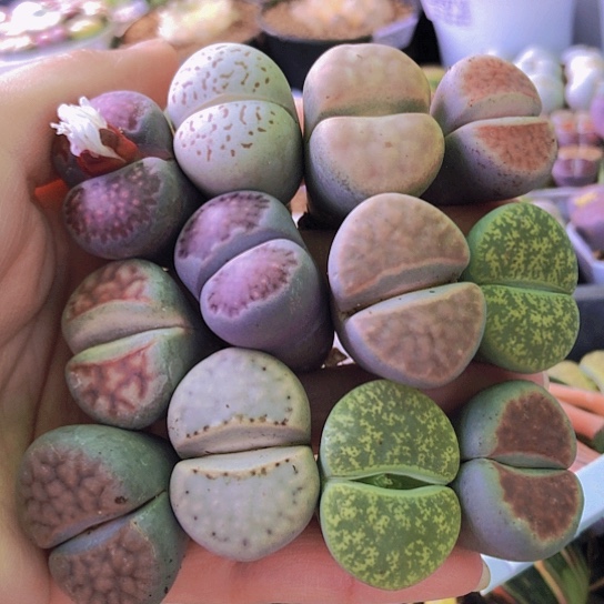 无花朵0520，个别微徒微瑕2.5-3厘米