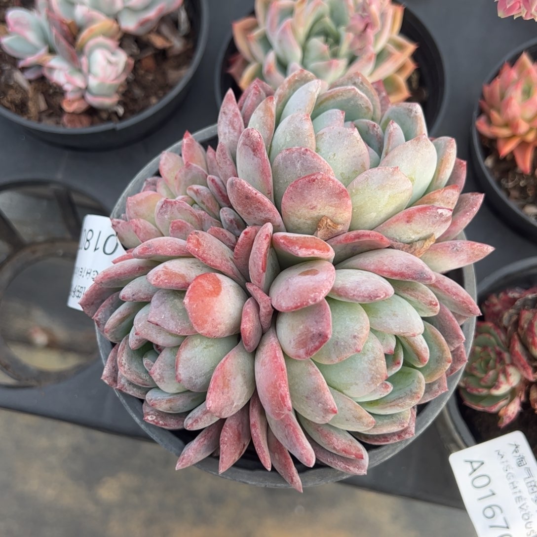 全明星一物一拍1807