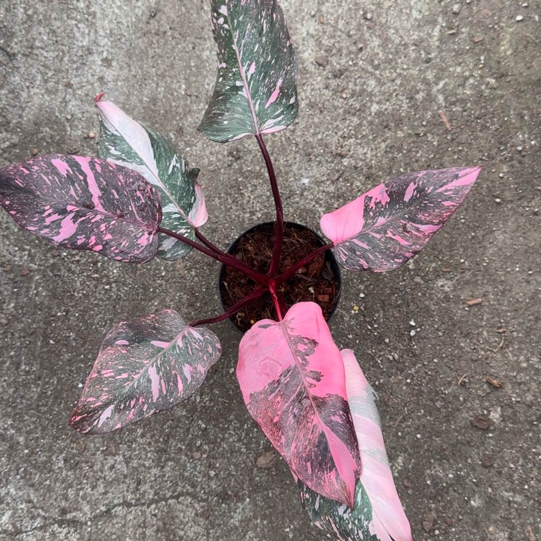 13-1126泰国发货粉公主