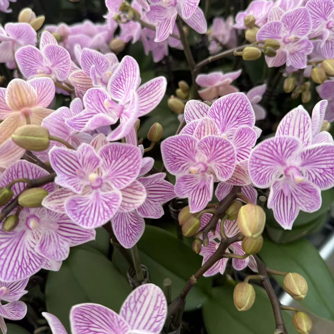 精选蝴蝶兰【樱花】粉色系条纹蝴蝶兰 室内花卉绿植 基地直发。