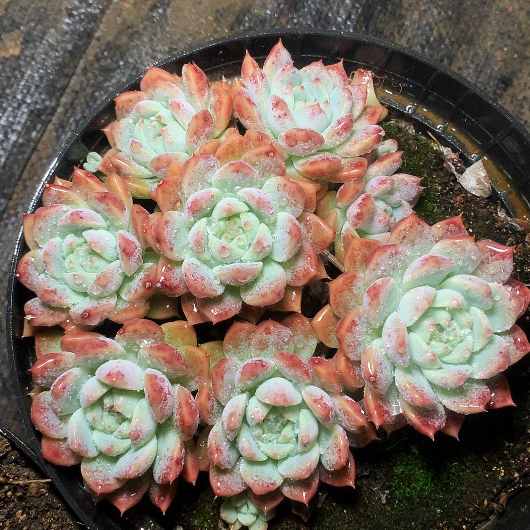 霜花一物一拍6-126