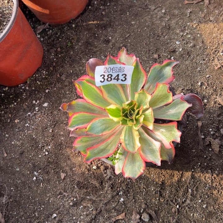 多肉植物3843种植物