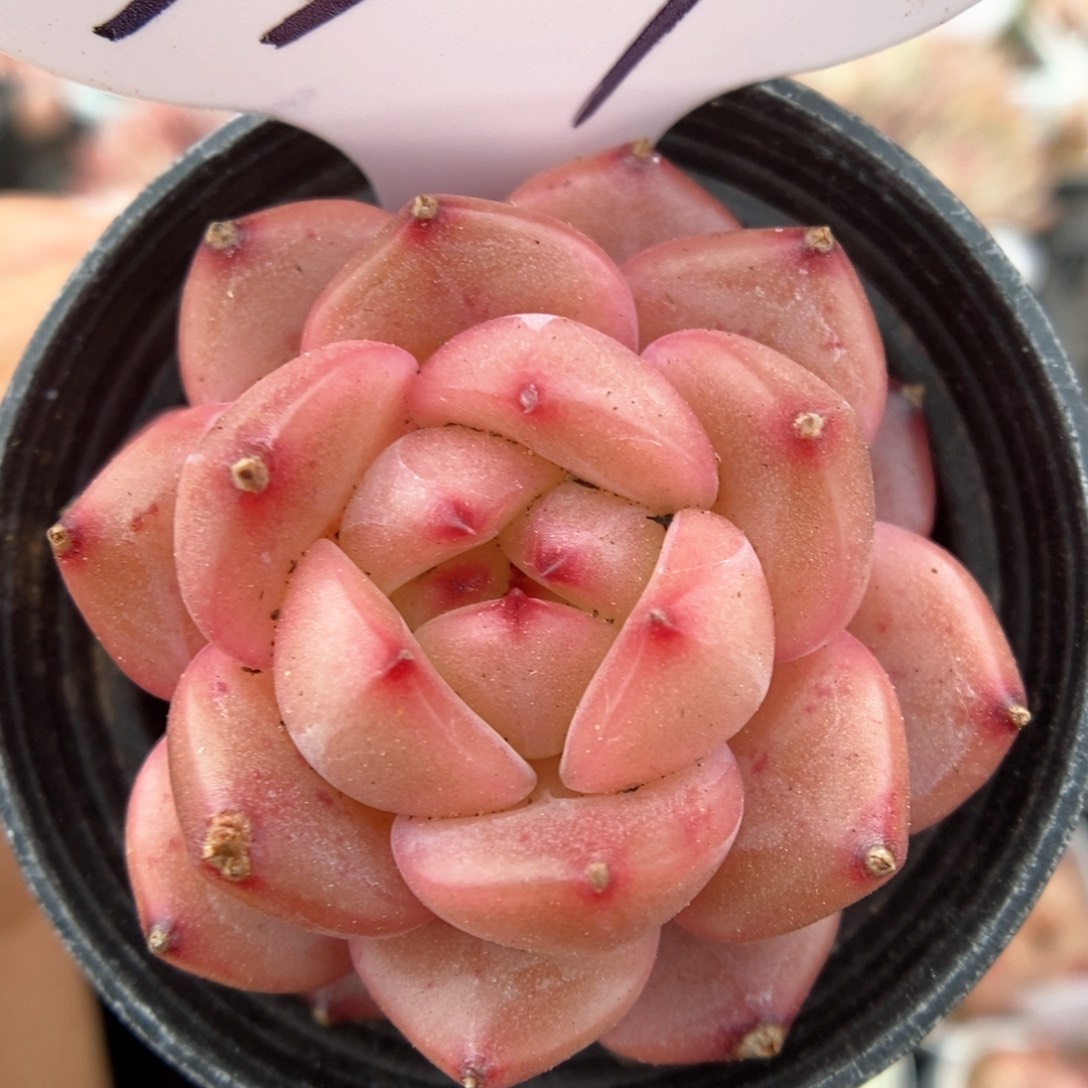 油透珍妮可拍339号。 