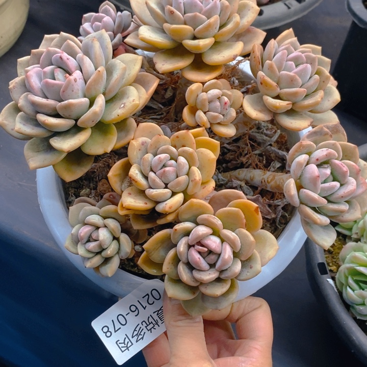 夏悦多肉 0216-78白鹭