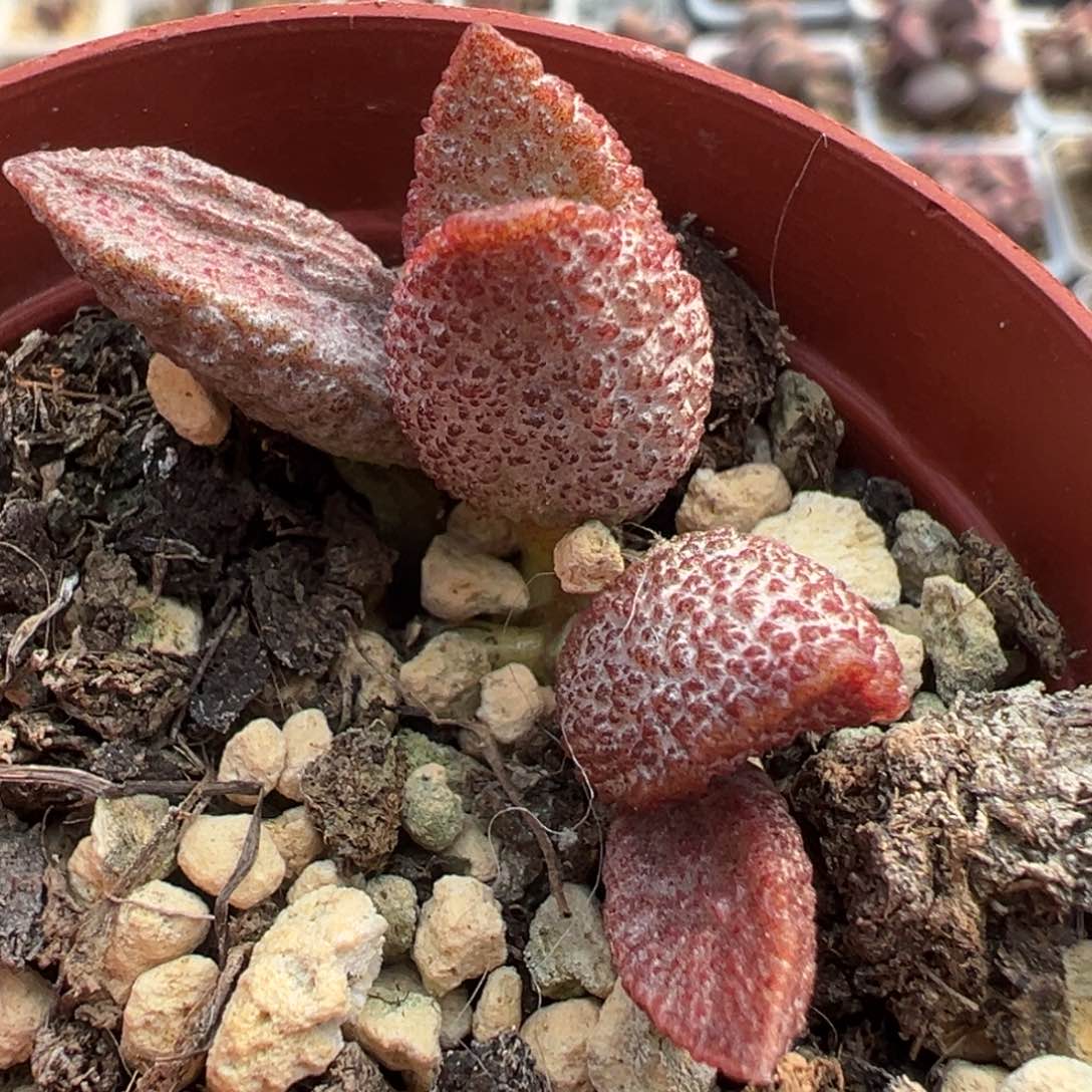 实生底叶苗纹路款多肉植物水泡