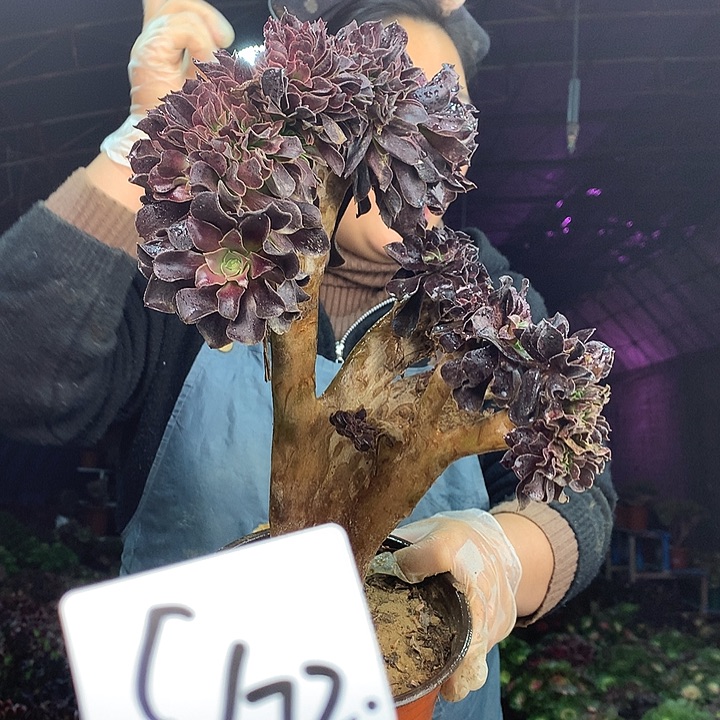 柒柒精品多肉脱土发货不包断侧枝不包售后S672