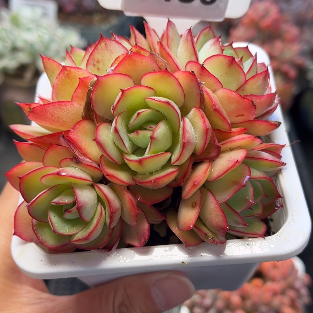 2480 天冷地区必拍保温箱