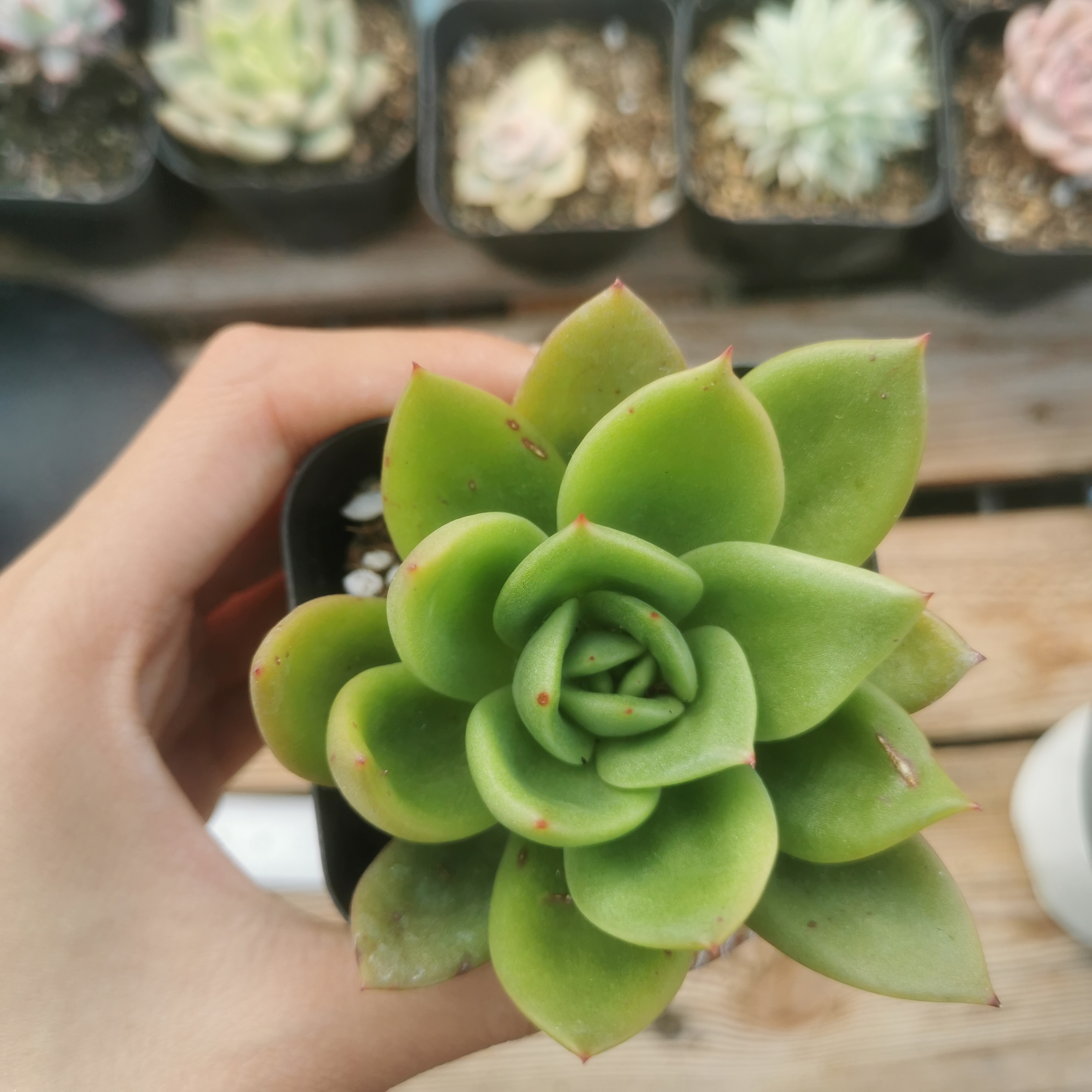 翠花多肉植物多肉（满十八包邮）