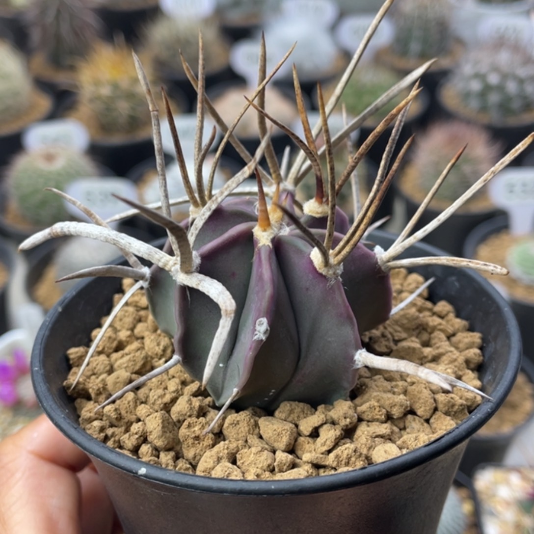 水牛大凤玉          实生根