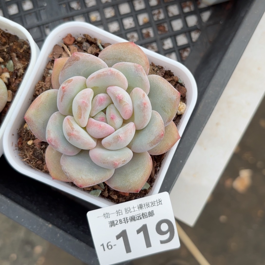 香橙单头多肉多肉多肉