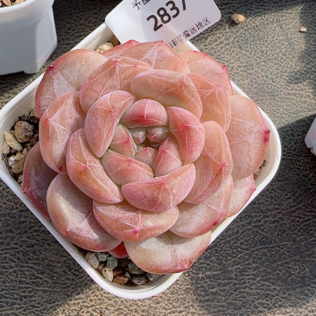 粉琉璃冰魄，2837多肉