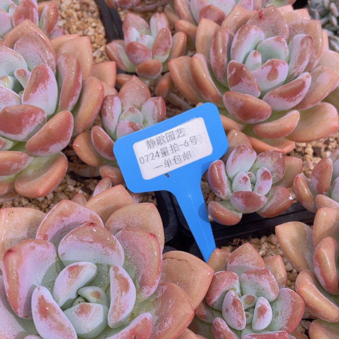 0723-6-母本老桩奥橙群福利一颗量拍