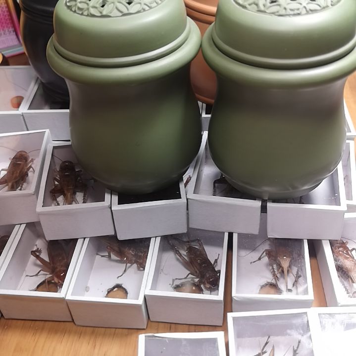 T**e绿泥叫罐一对包邮