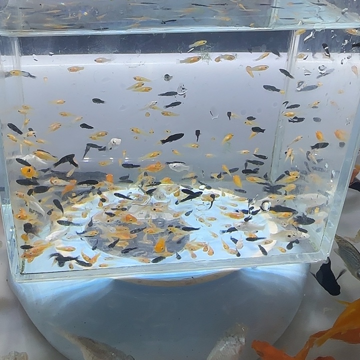 海水自来水河水井水到手50条（不包损，不包损，不包损）