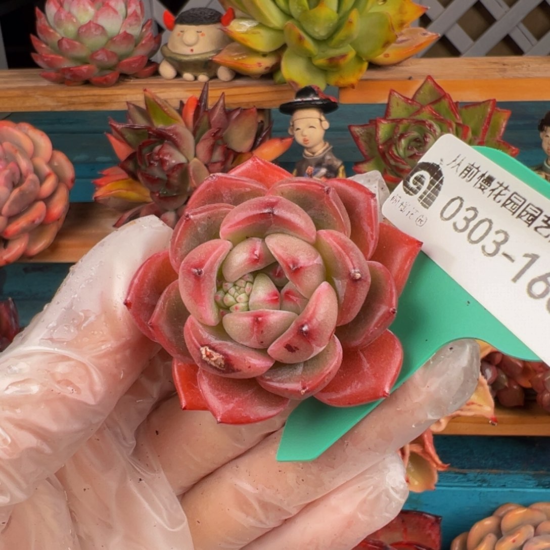 从前慢多肉精选编号0303.168