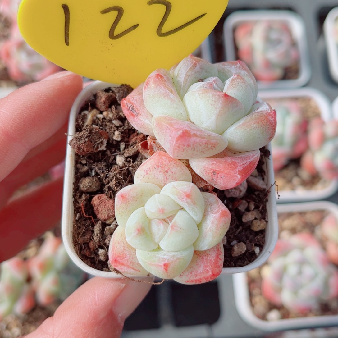 122号小老桩冰玉双头