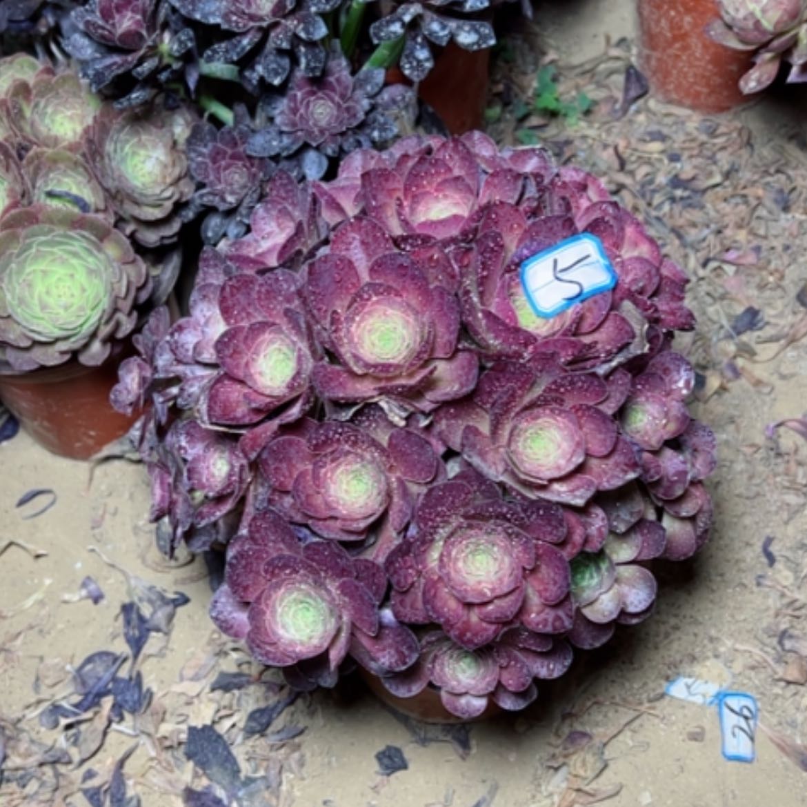 【闪购商品】多肉植物魅金5