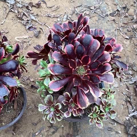 欧嘉莉多肉植物法师27
