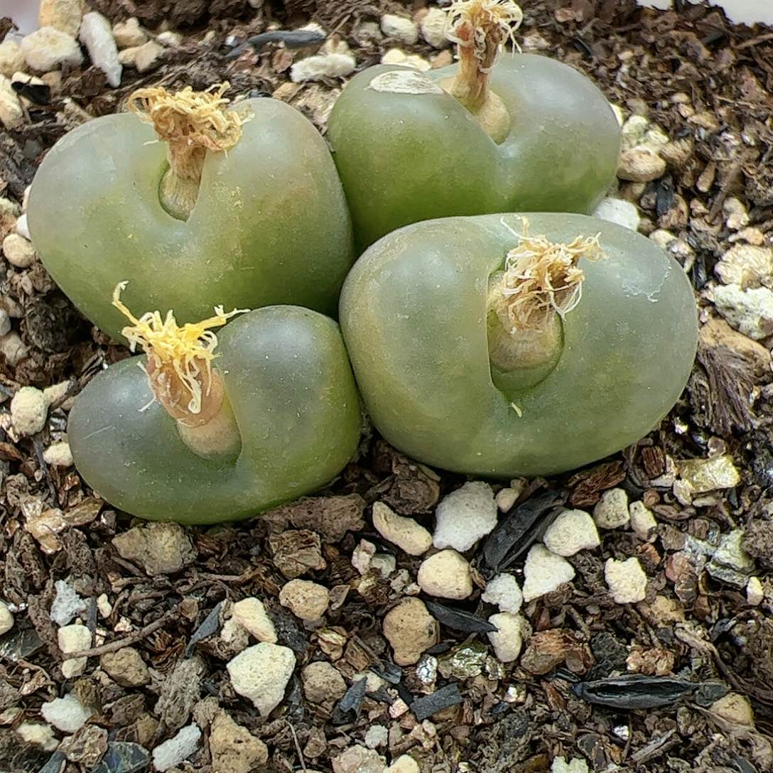 【闪购商品】341 双12 福利