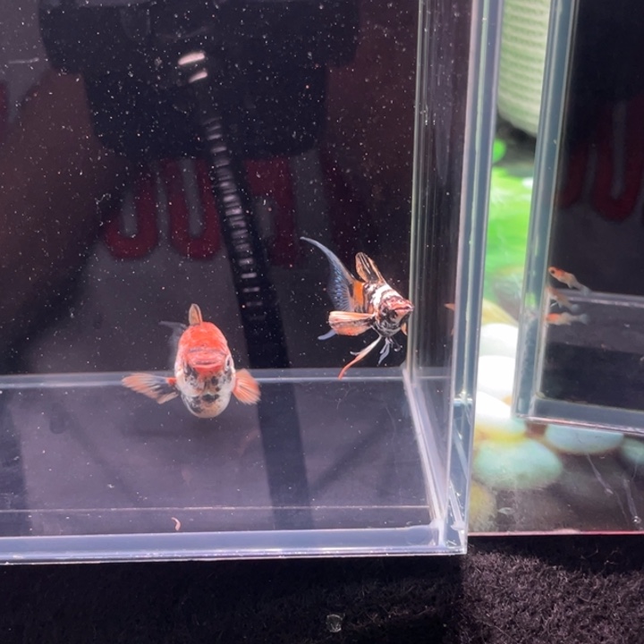 孔雀鱼精品越系红头老虎玛丽球1对