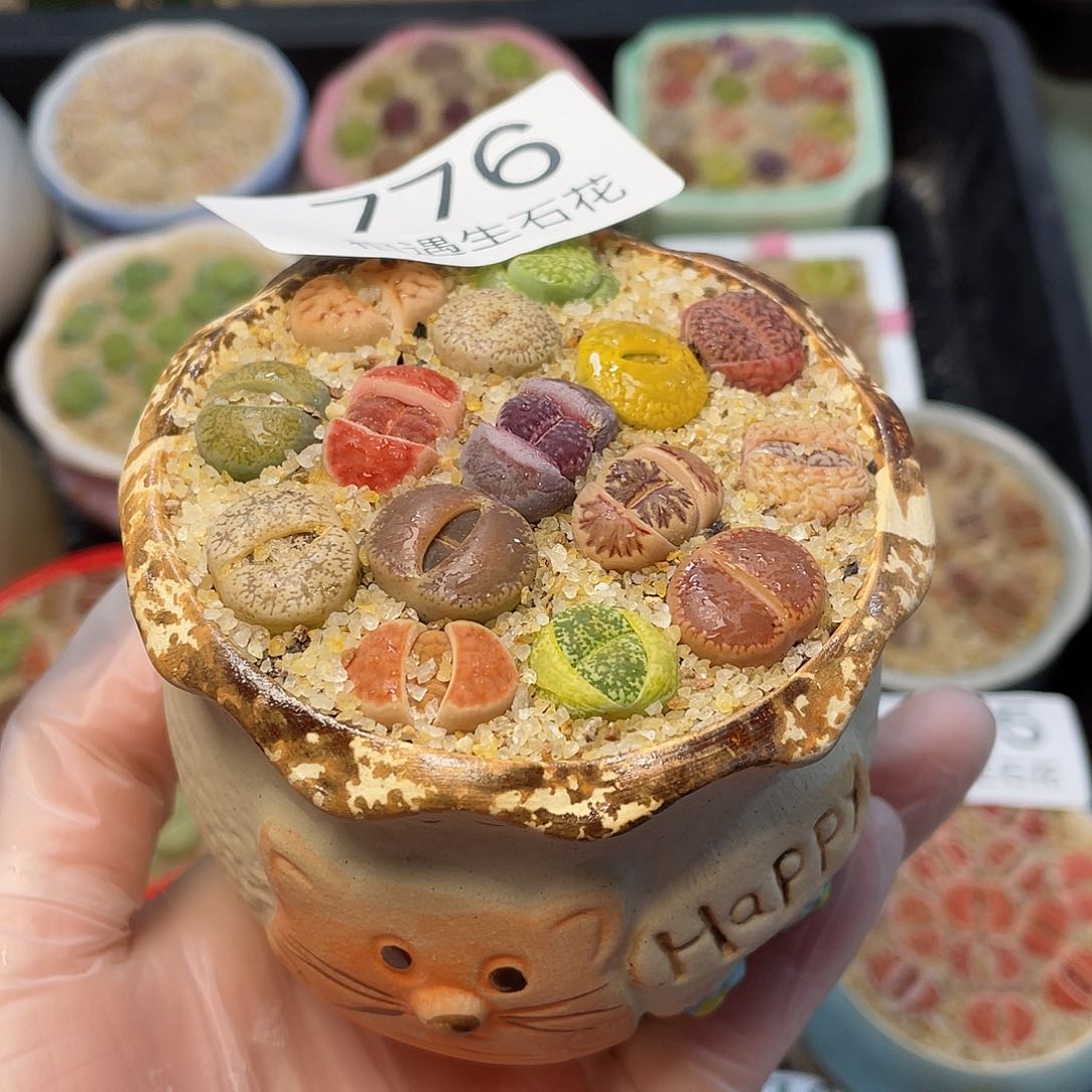 相遇生石花专拍776