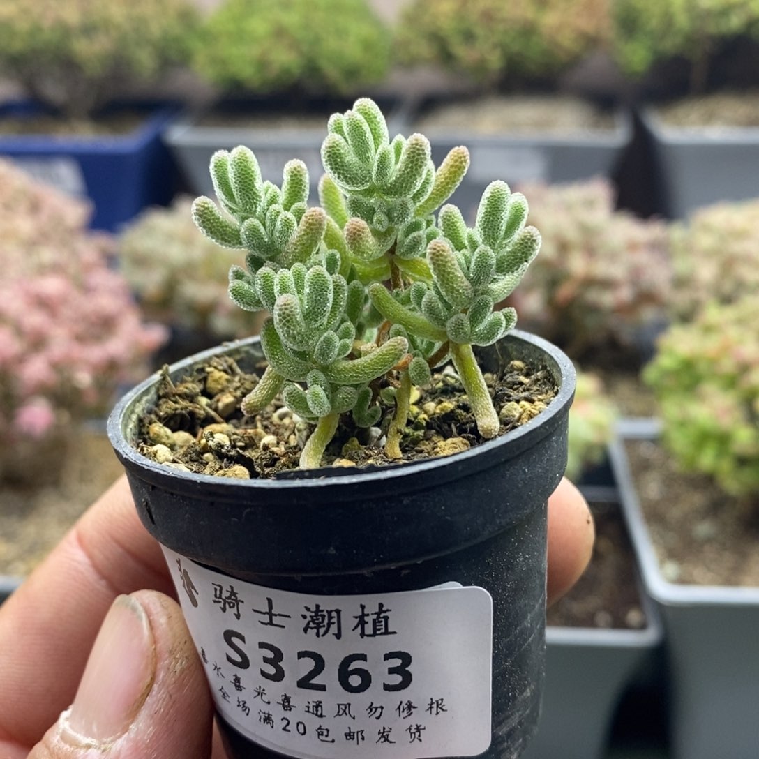 3263冰橙枝干番杏