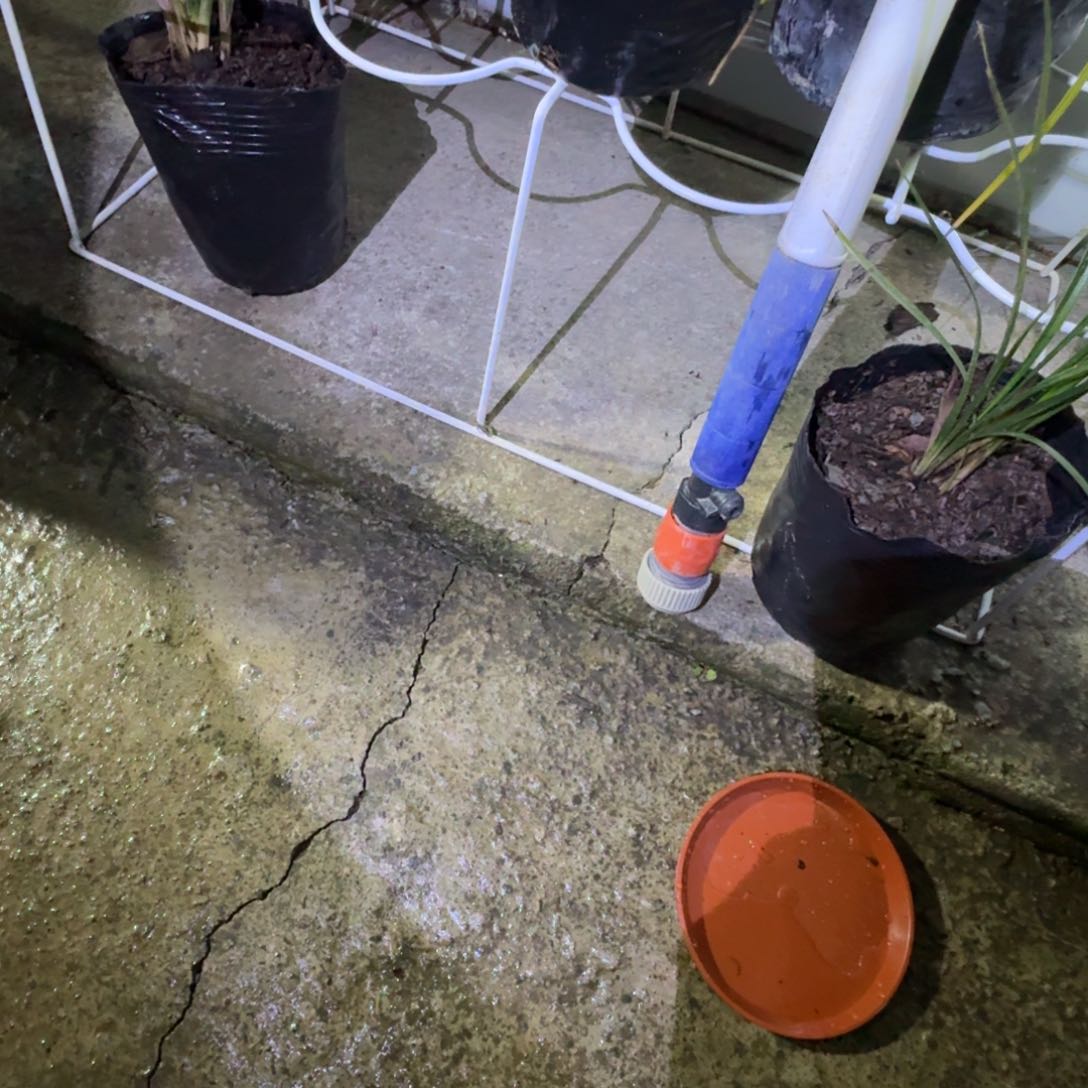 当前无花栽培后可以开花养****～兰花