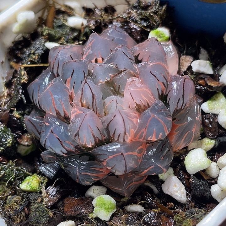 551水中月锦特选福利呀 