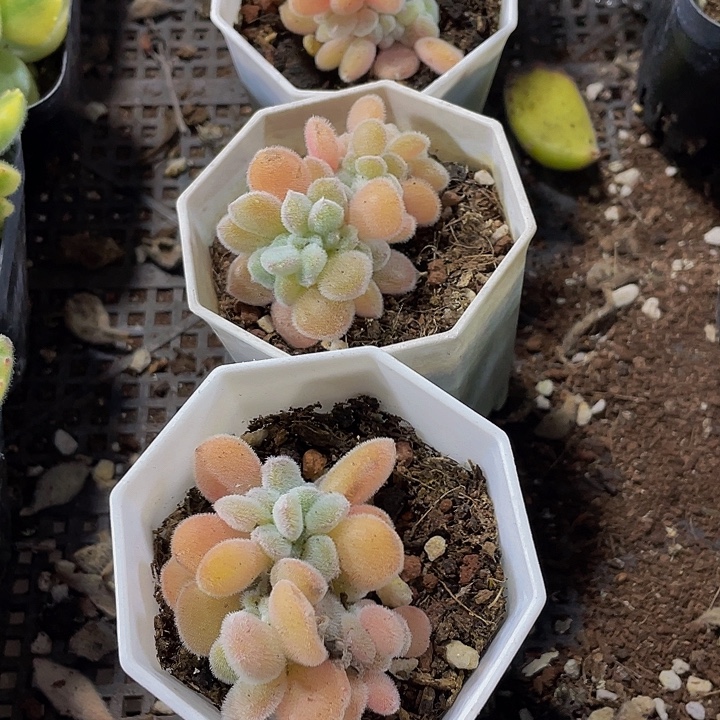 雪晃星缀化第盆土发