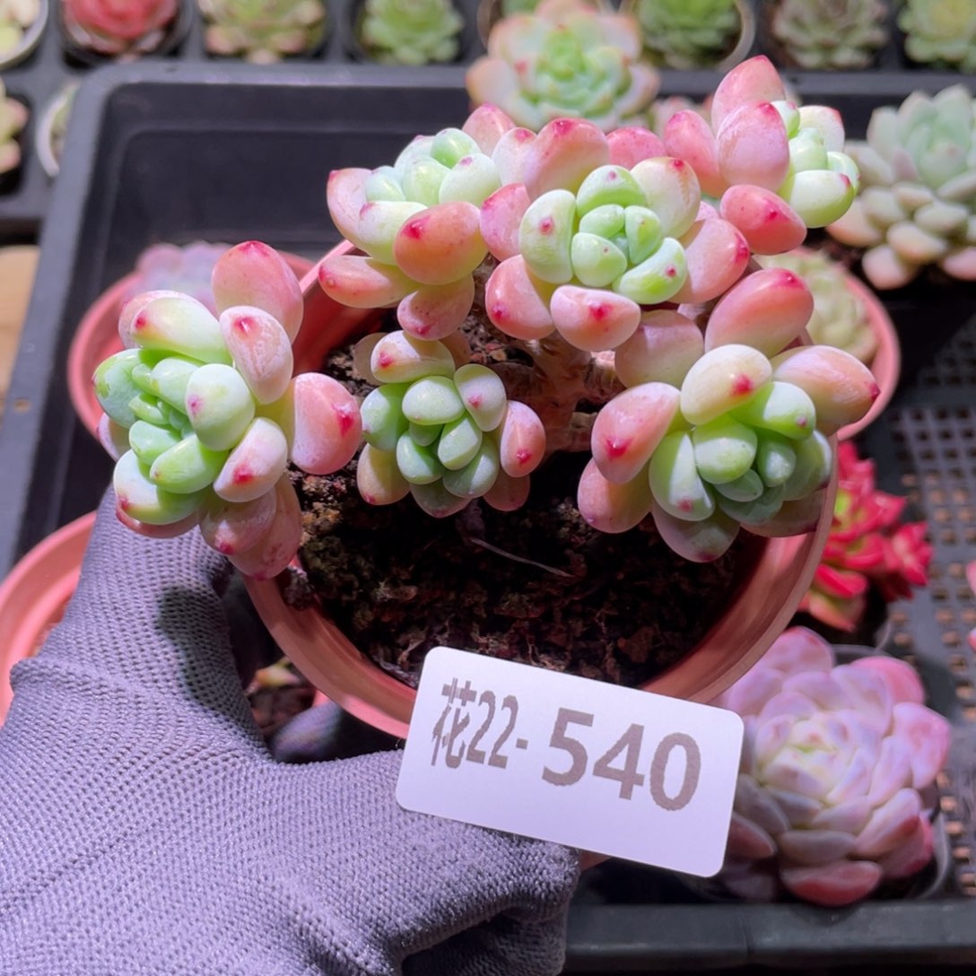 花利美22-540罗琦