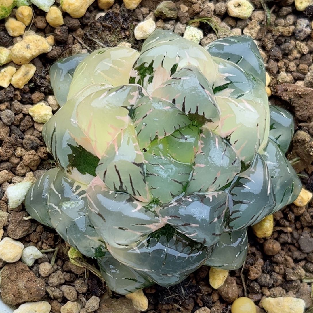 173紫罗兰玉露锦福利专场