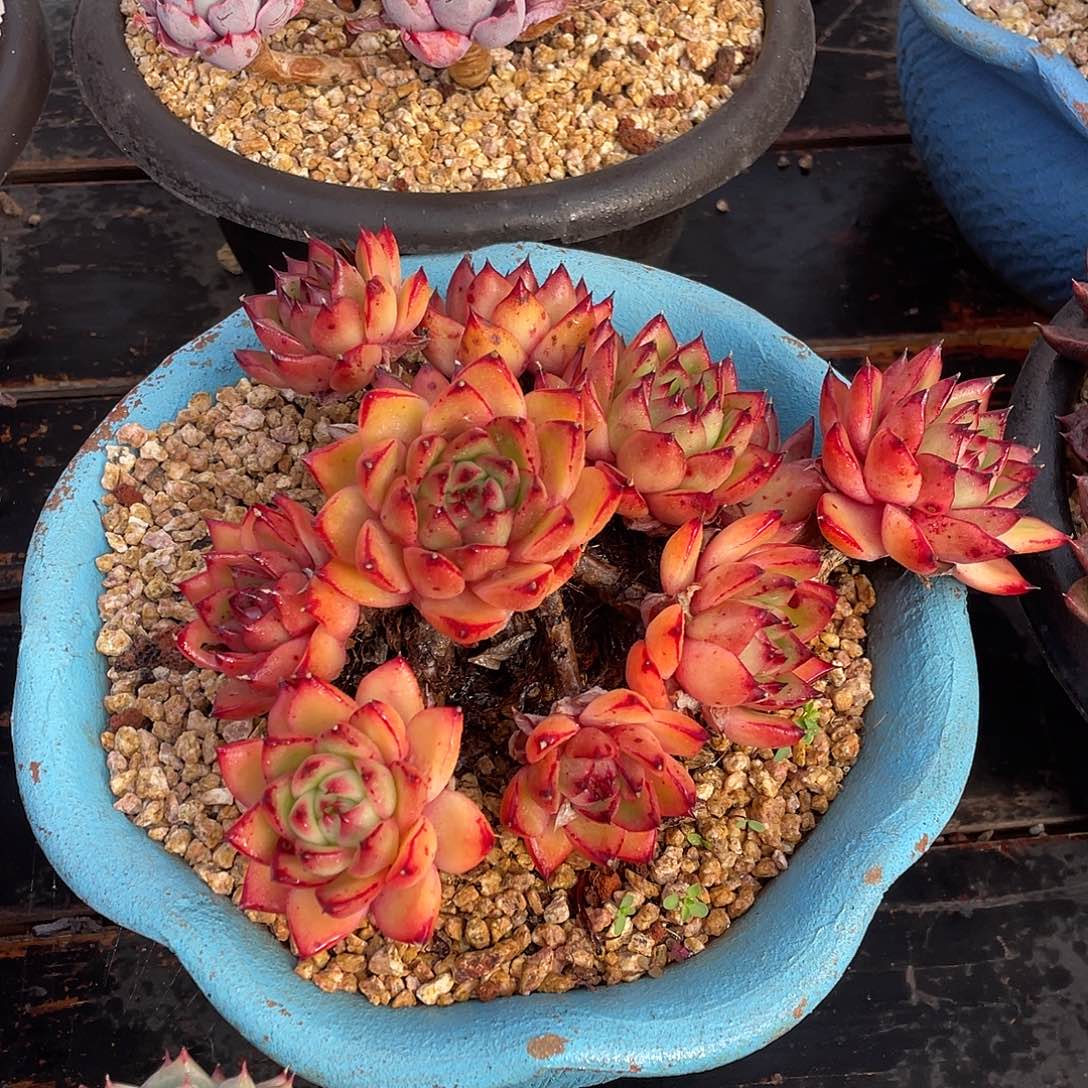 多肉植物一物一拍