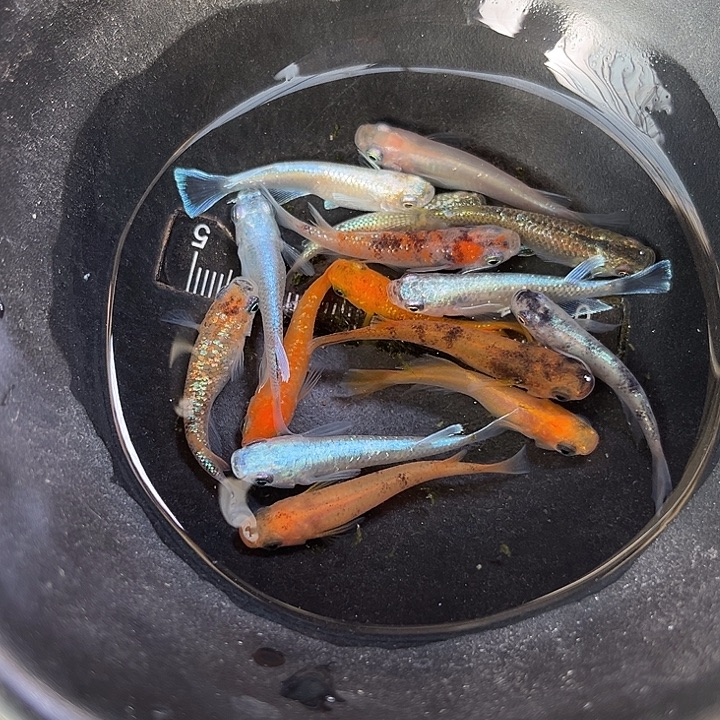 青鳉鱼混搭青鱂15条