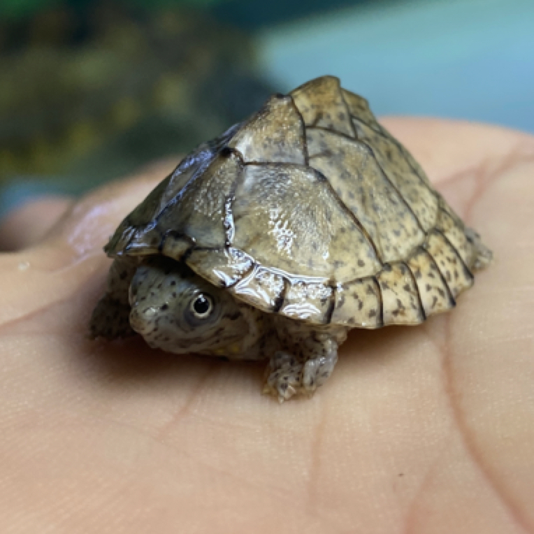 剃刀蛋龟苗子2厘米深水龟                                 