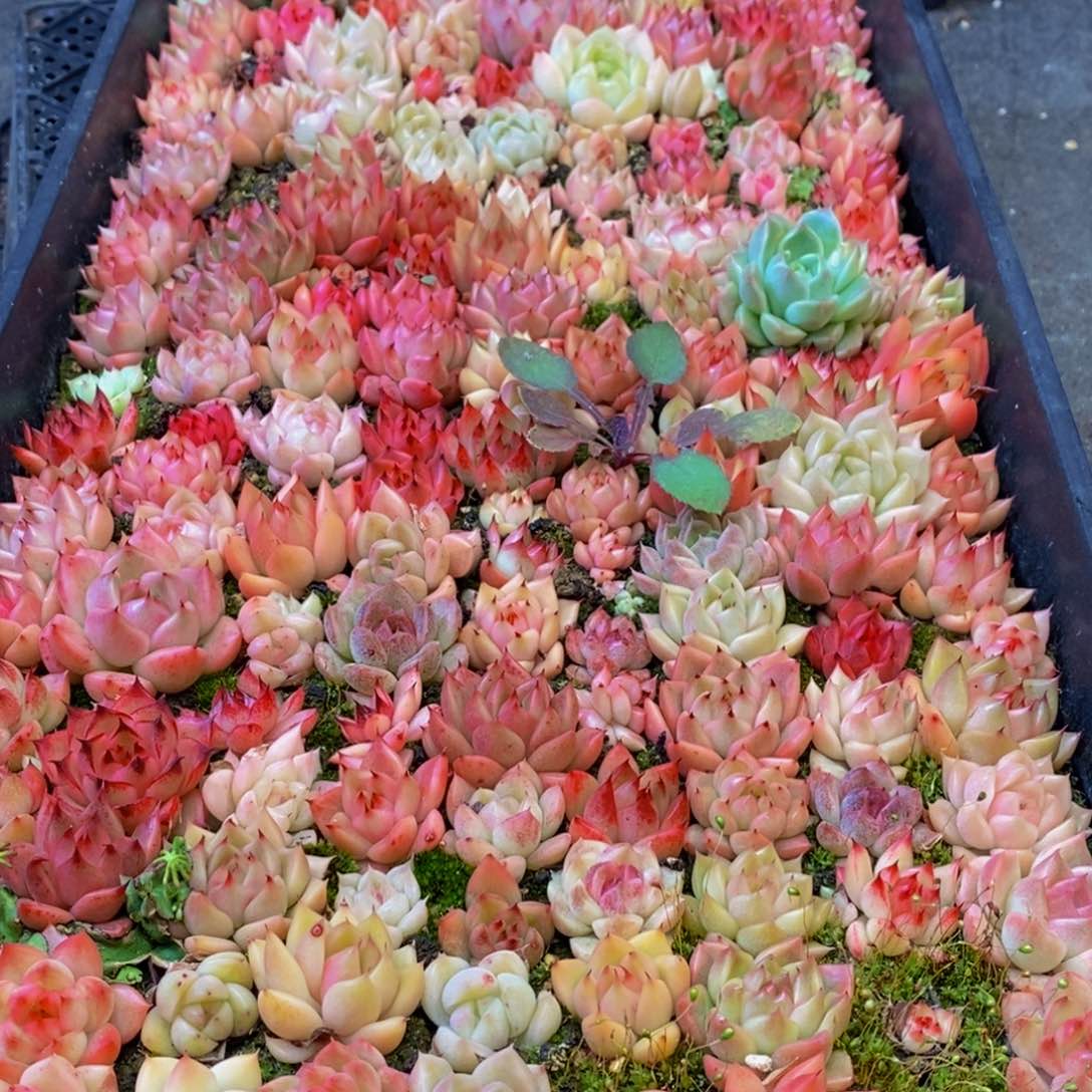 439多肉植物保护研究所所长