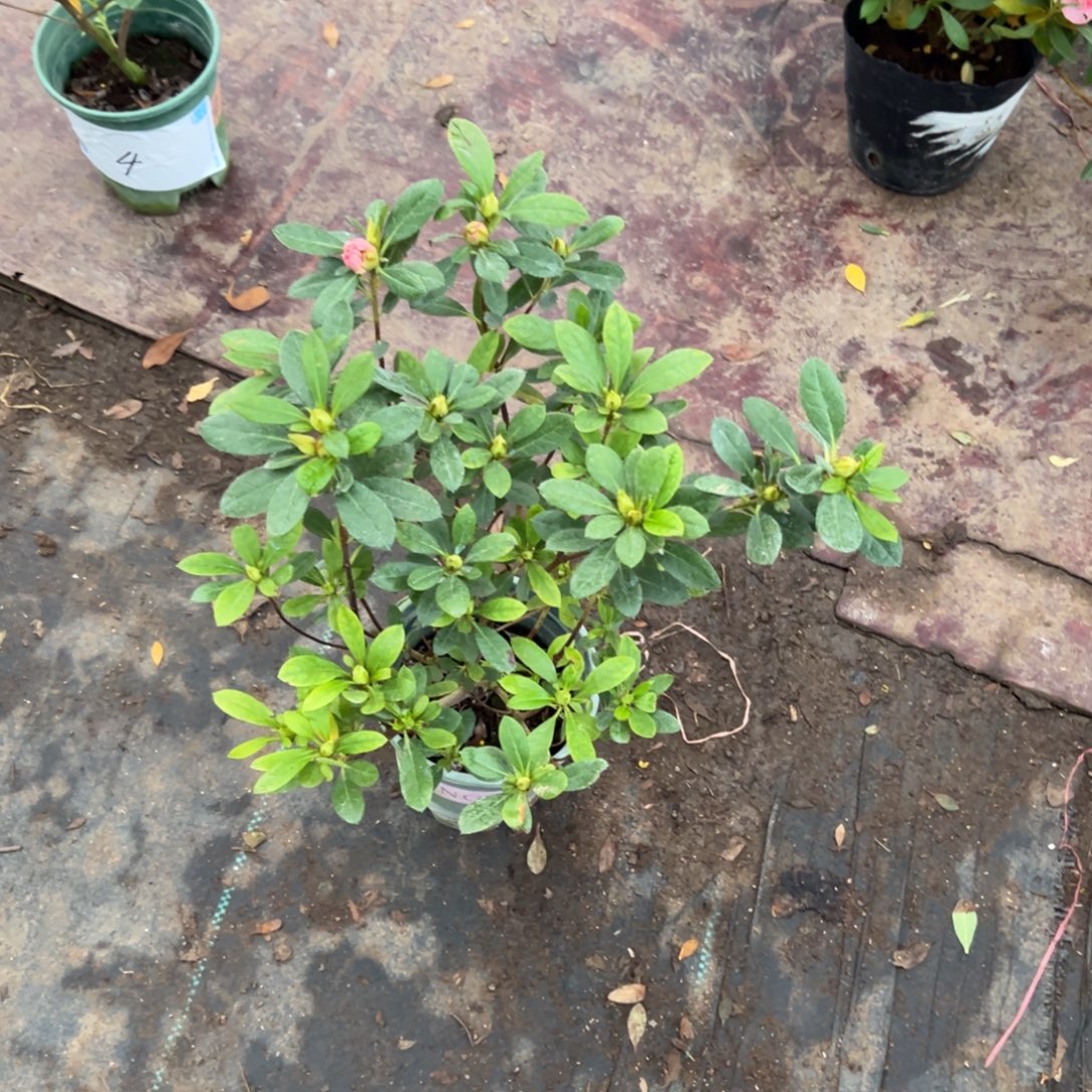 大***车完全开放桃梅锦杜鹃