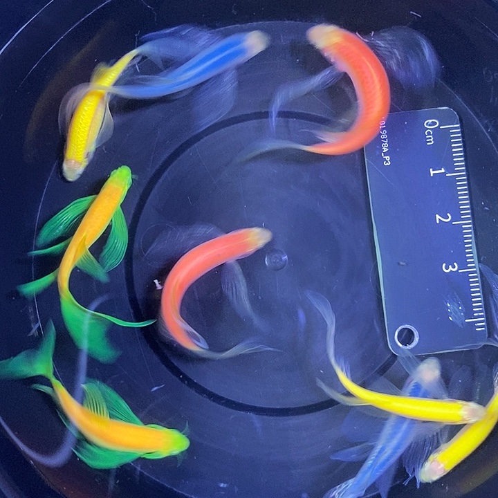 斑马鱼蝶翼斑马4厘米8送一