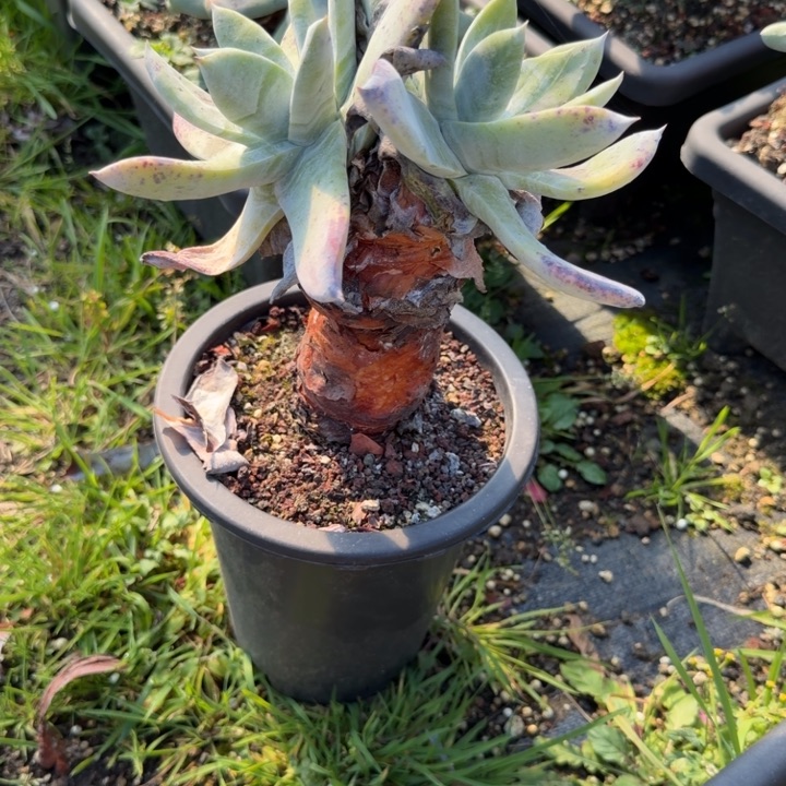 赛丽娜仙女杯多肉