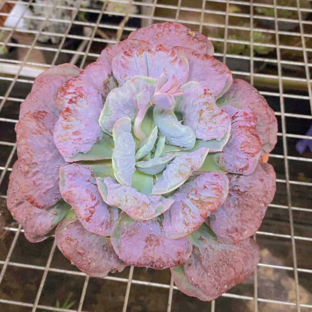 心之悦大单头老桩