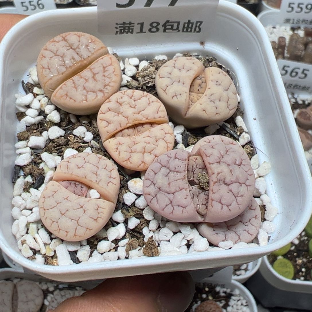 【闪购商品】 577.      