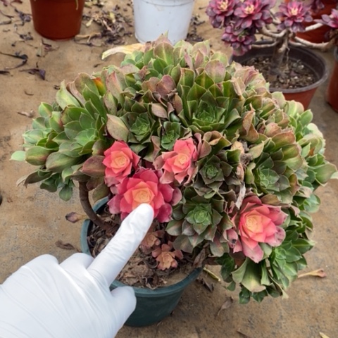 女巫中斑多肉植物018