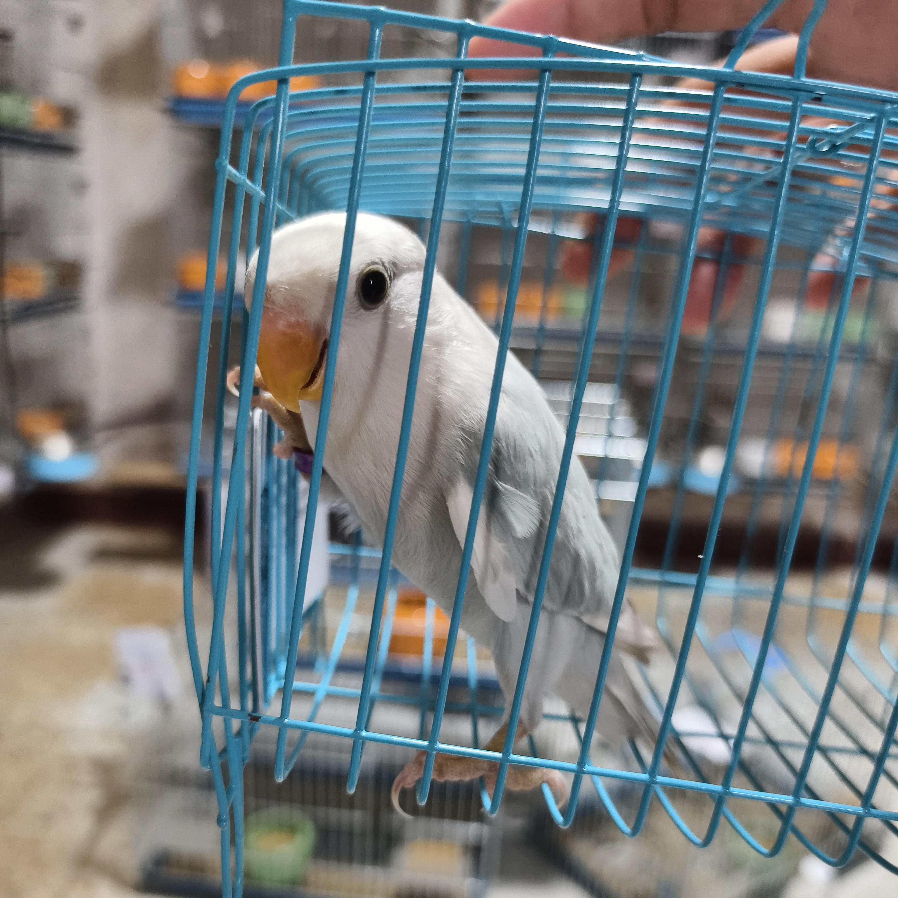 r7023松蕈派 笼养验卡