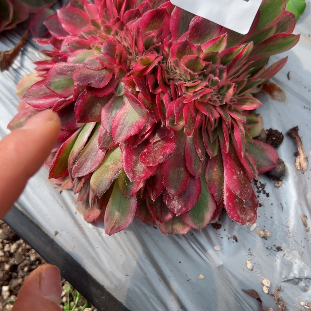 101 号多肉植物法师新号福利