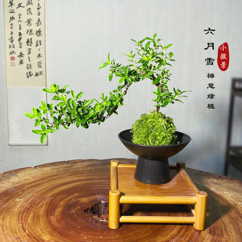 悬崖金边六月雪苔藓球新中式窗台景观艺术绿植室内