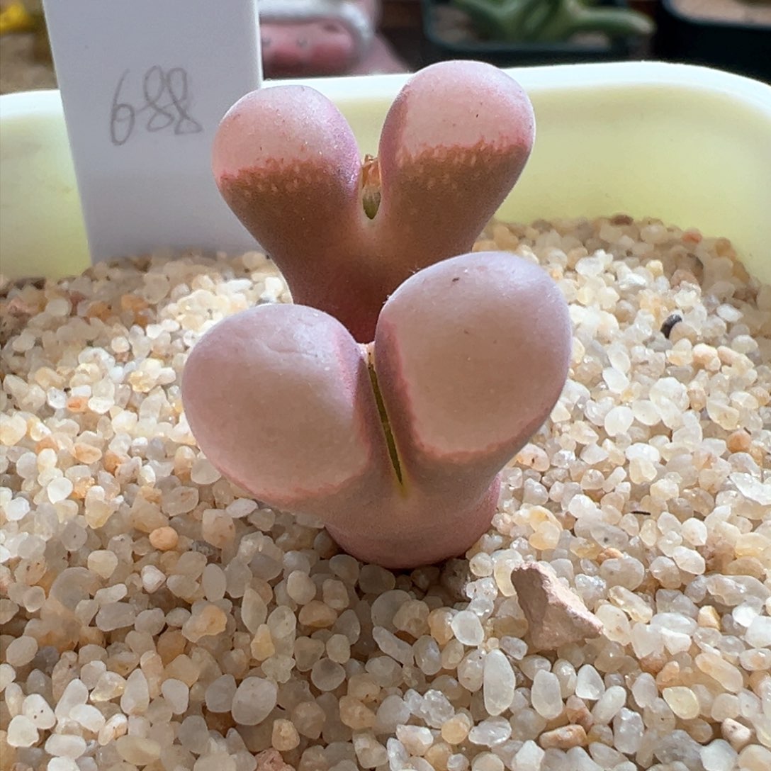 266。青蛙优选SE肯哈德双头母本