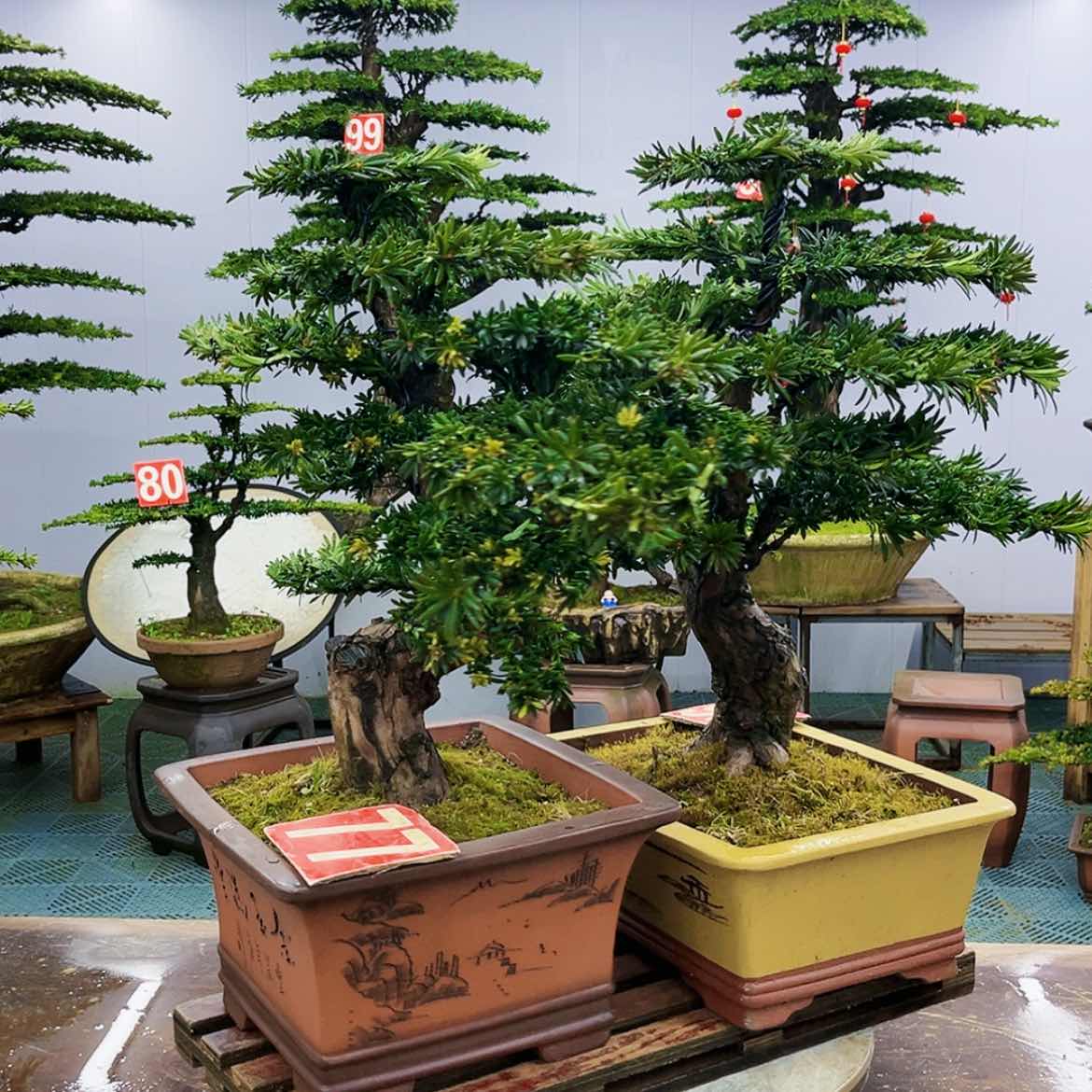 【闪购商品】罗汉松盆景艺术展等