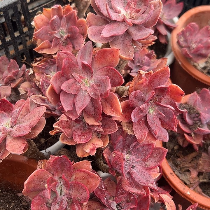 无花朵花伐老桩。       