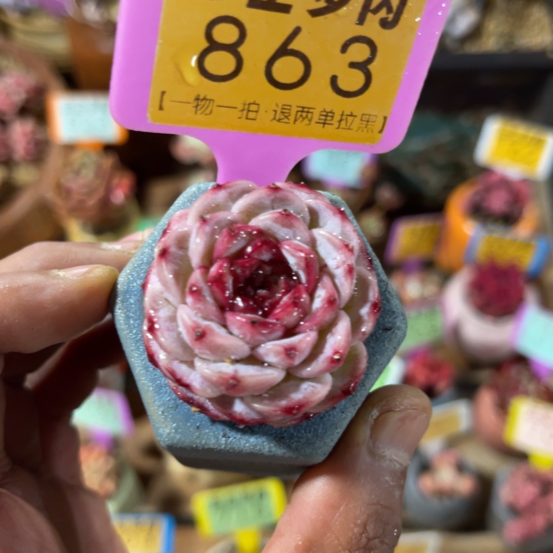 云尘多肉一物一拍不含盆863