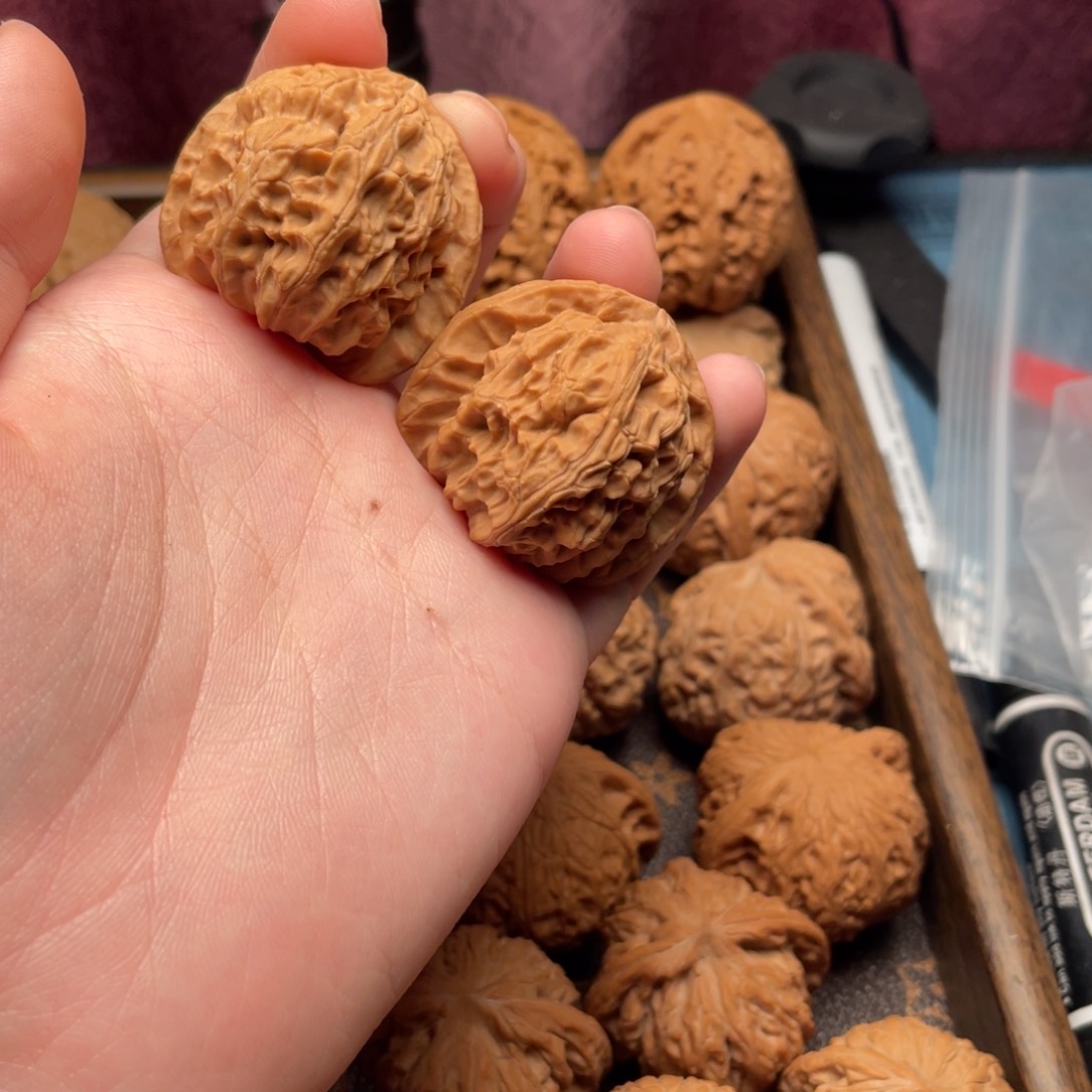 已*全品白狮子37+尺寸。