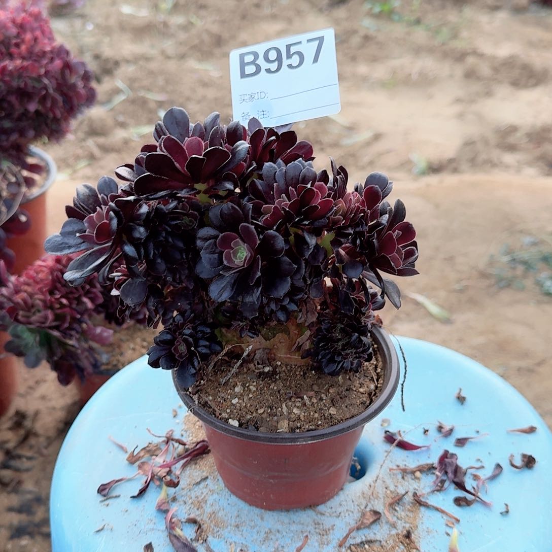 957欧紫一颗满28包邮